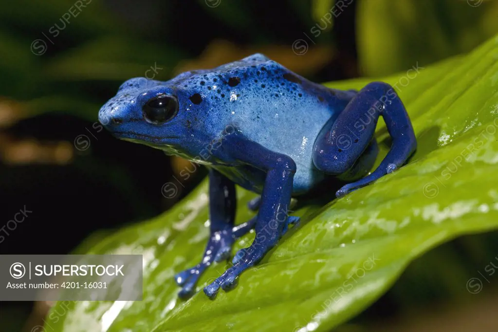 Blue Poison Dart Frog (Dendrobates azureus) very tiny poisonous frog, Indian tribes use poison for arrows, native to South America, San Diego Zoo, California