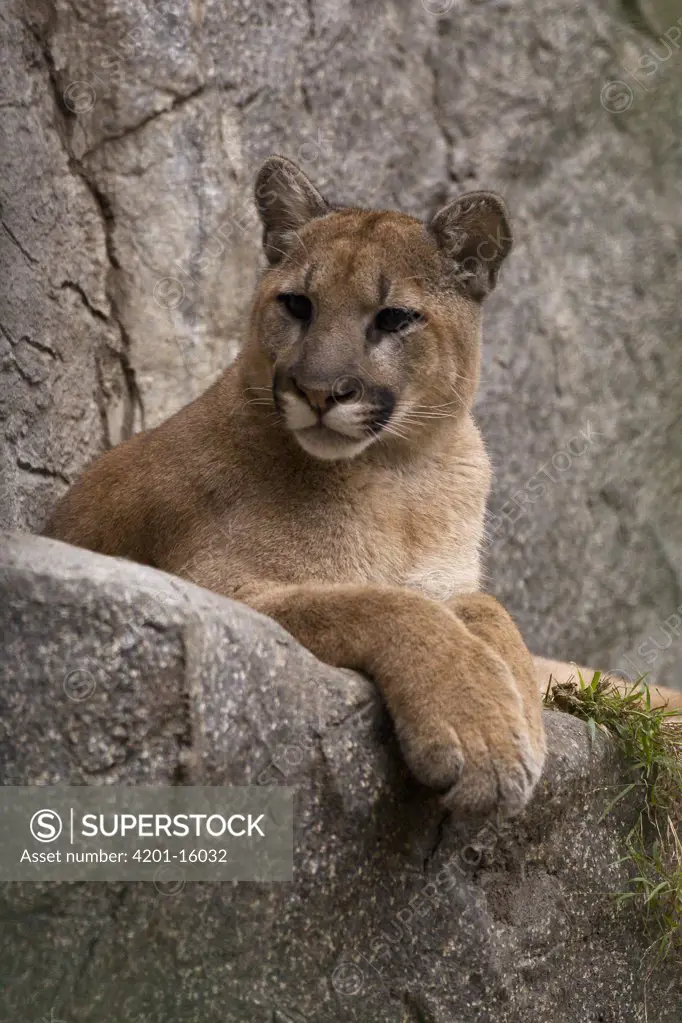 Mountain Lion (Puma concolor) cub portrait, San Diego Zoo, California