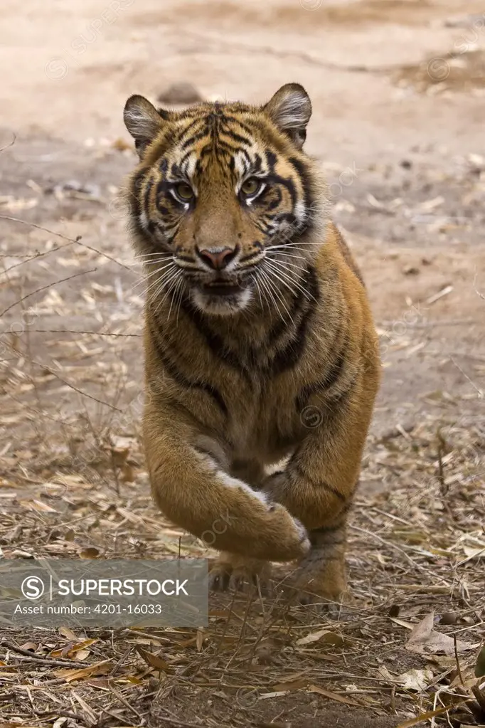 Sumatran Tiger (Panthera tigris sumatrae) cub running, endangered species native to Sumatra, San Diego Wild Animal Park, California