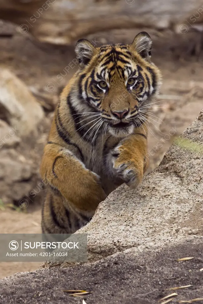 Sumatran Tiger (Panthera tigris sumatrae) cub jumping onto rock, endangered species native to Sumatra, San Diego Wild Animal Park, California