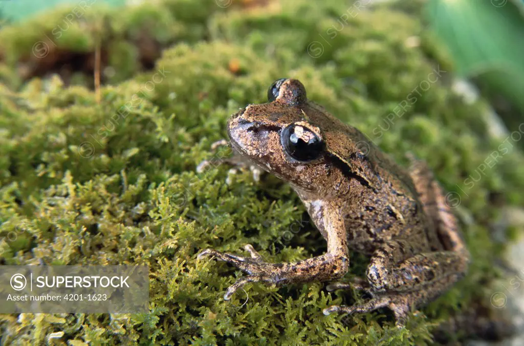 Maud Island Frog (Leiopelma pakeka) endemic, primitive species confined to Maud and Motaura Islands, Marlborough Sounds, South Island, New Zealand