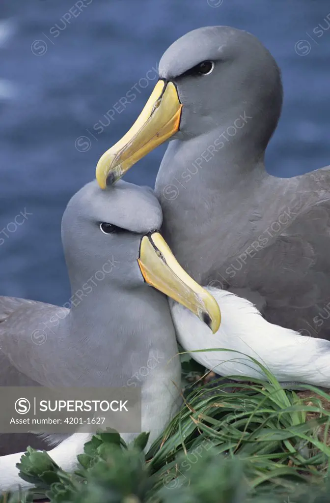 Chatham Albatross (Thalassarche eremita) affectionate pair, critically endangered, The Pyramid, Chatham Islands