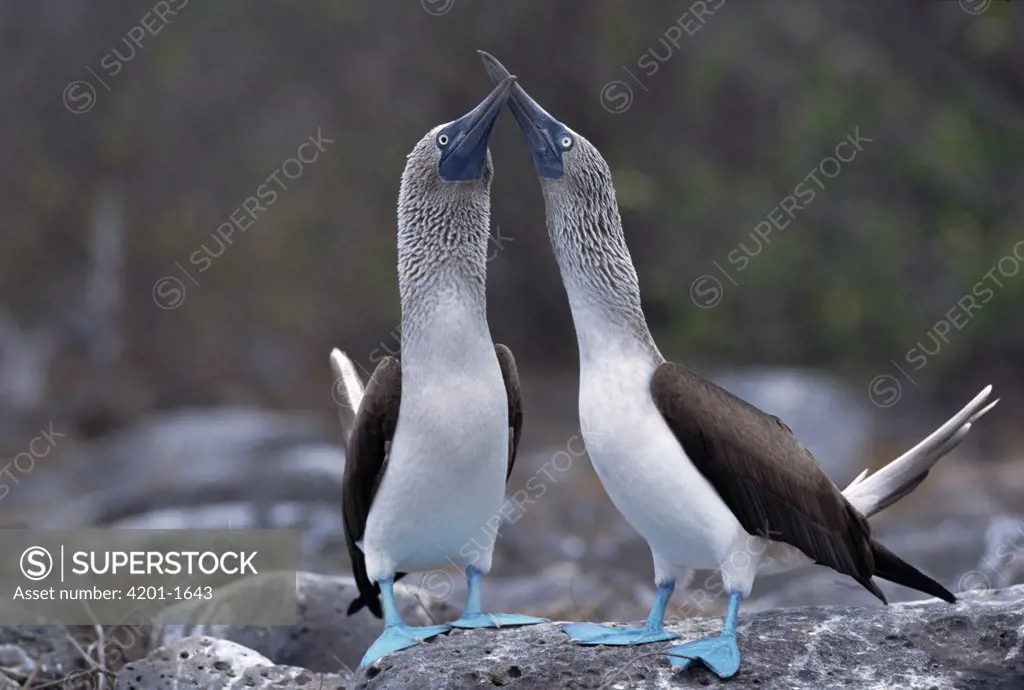 Blue-footed Booby (Sula nebouxii) pair courting, Hood Island, Galapagos Islands, Ecuador