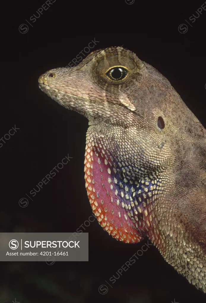 Anolis Lizard (Anolis sp) portrait, Peru