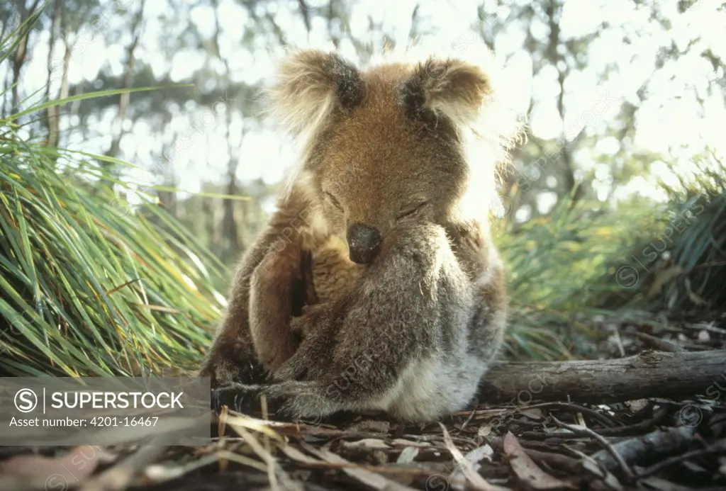 Koala (Phascolarctos cinereus) sleeping, Australia