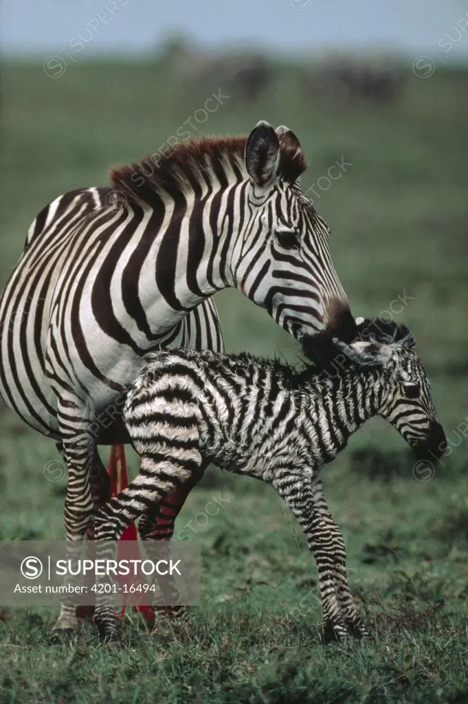 Burchell's Zebra (Equus burchellii) mother and newborn foal, Serengeti National Park, Tanzania
