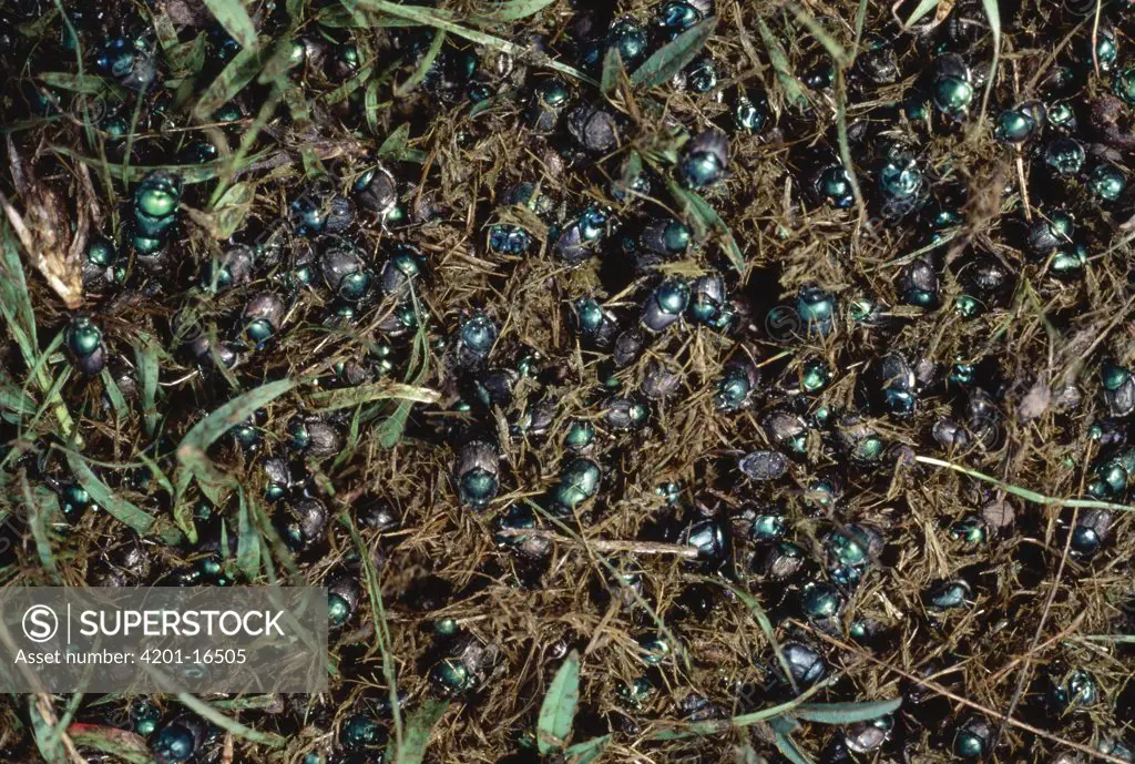Dung Beetle (Scarabaeus pius) group processing dung, Serengeti National Park, Tanzania
