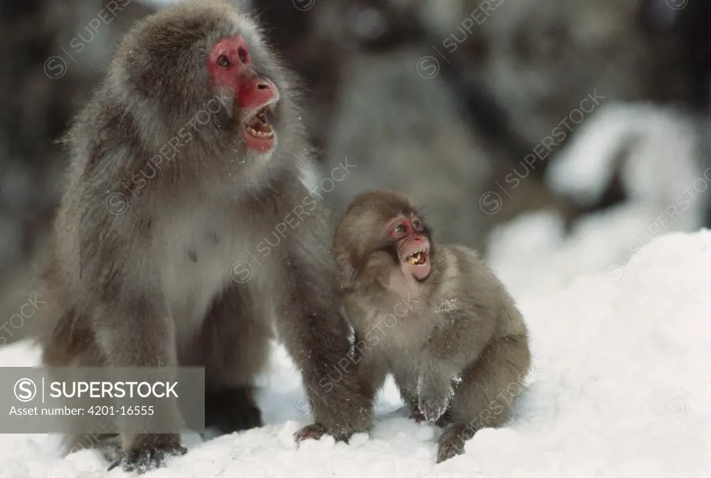 Japanese Macaque (Macaca fuscata) mother and baby calling, Japan