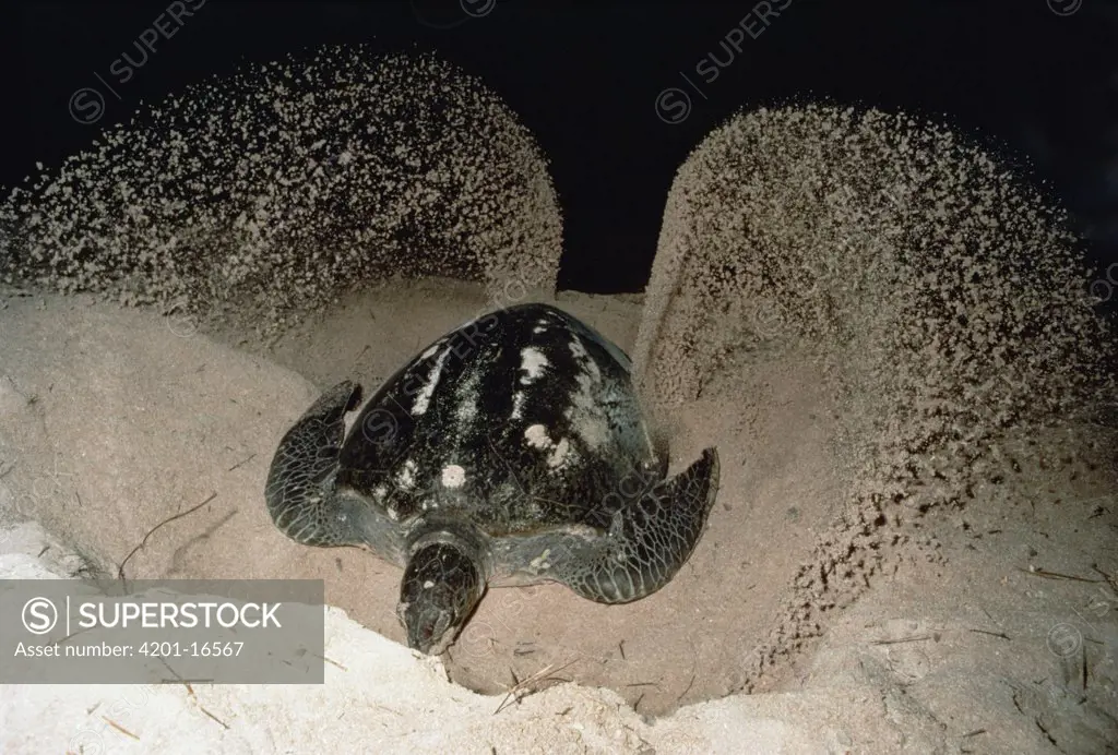 Green Sea Turtle (Chelonia mydas) female digging nest in sand, Australia