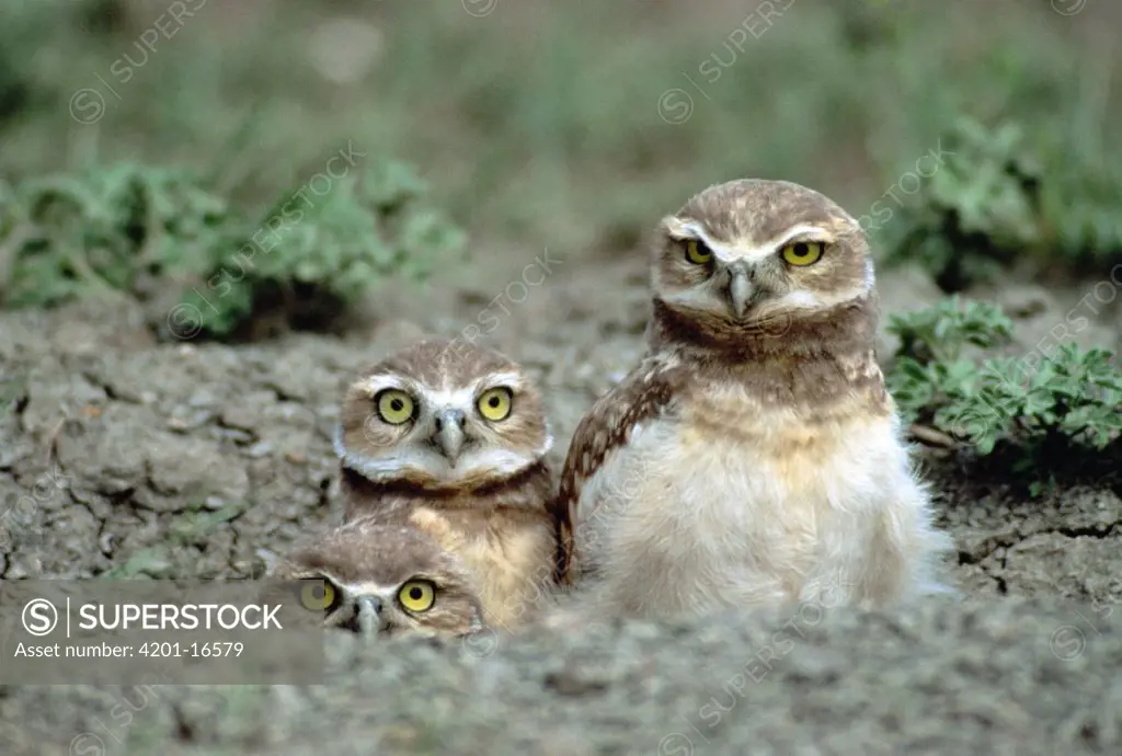 Burrowing Owl (Athene cunicularia) trio peeking out of burrow in tallgrass prairie, South Dakota