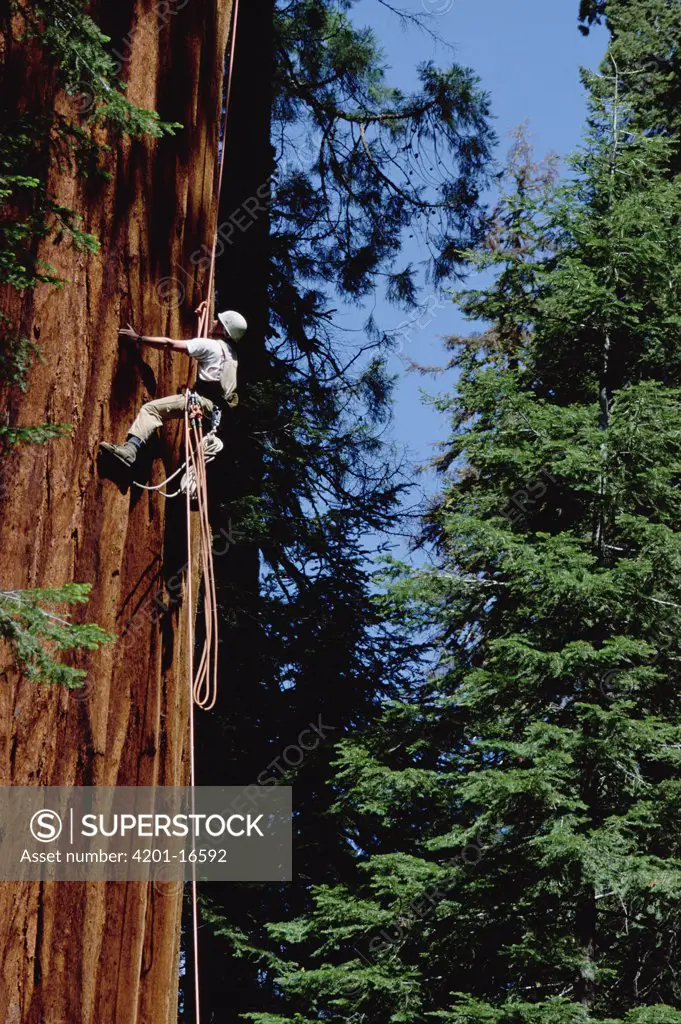 Giant Sequoia (Sequoiadendron giganteum) climbed by Steve Sillett as part of canopy research project, Sequoia National Park, California