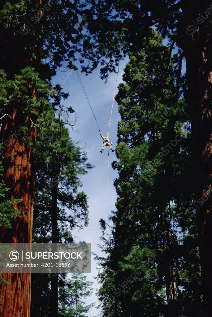 Giant Sequoia (Sequoiadendron giganteum) researcher Steve Sillett moves between trees as part of canopy research project, Sequoia National Park, California