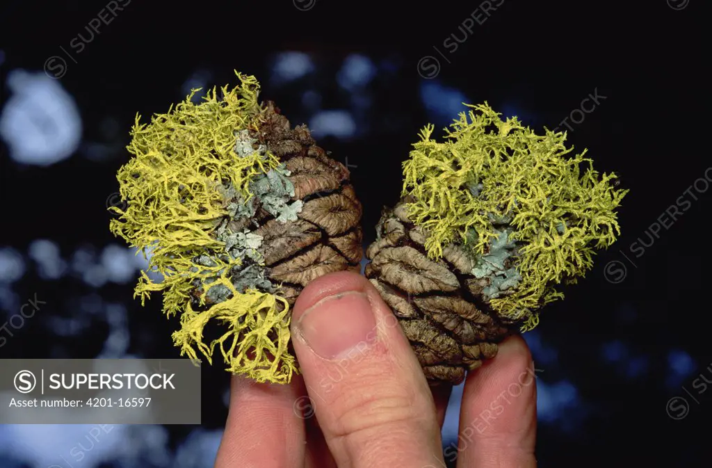 Giant Sequoia (Sequoiadendron giganteum) cones overgrown with lichen, Sequoia National Park, California