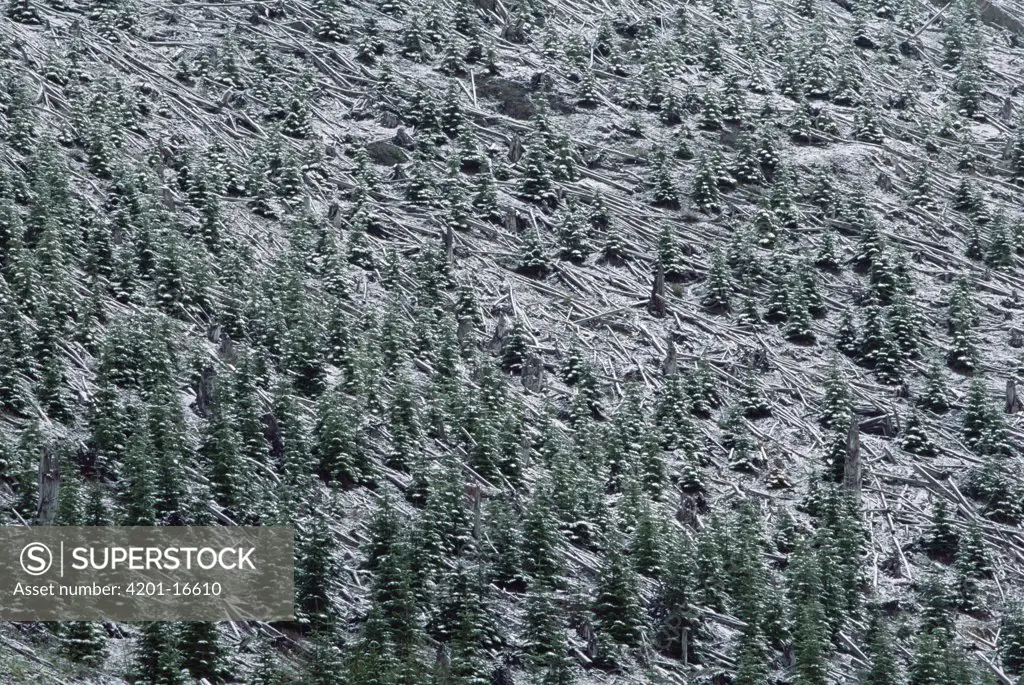 Regeneration forest near Mt Saint Helens, Washington