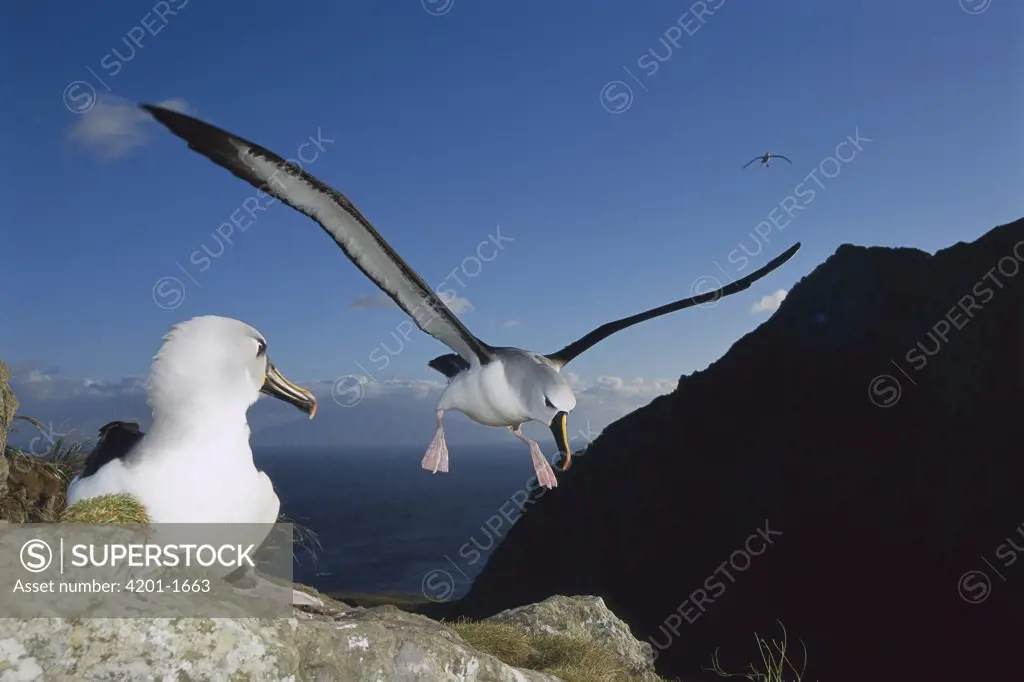 Yellow-nosed Albatross (Thalassarche chlororhynchos) landing, Tristan da Cunha, South Atlantic