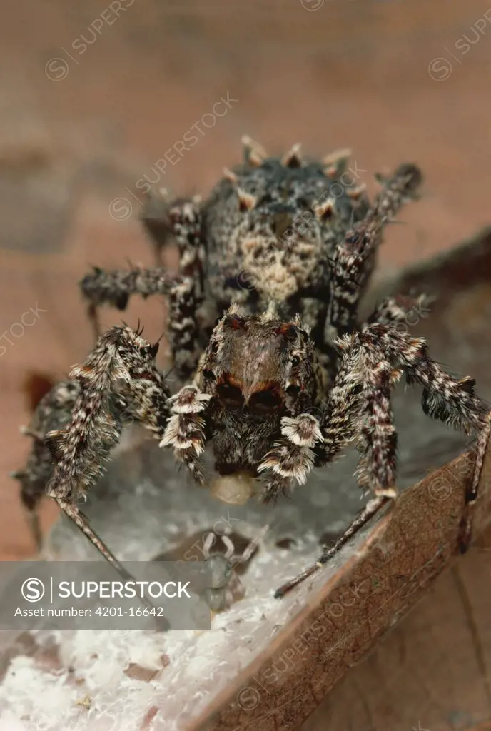 Jumping Spider (Portia fimbriata) eating spiderlings and eggs of her beaten Portia opponent, Queensland, Australia