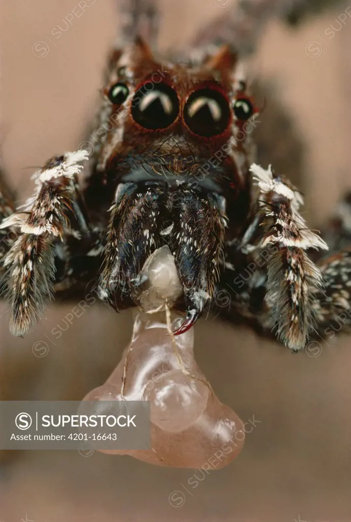 Jumping Spider (Portia fimbriata) eating the eggs of her beaten Portia opponent, Queensland, Australia