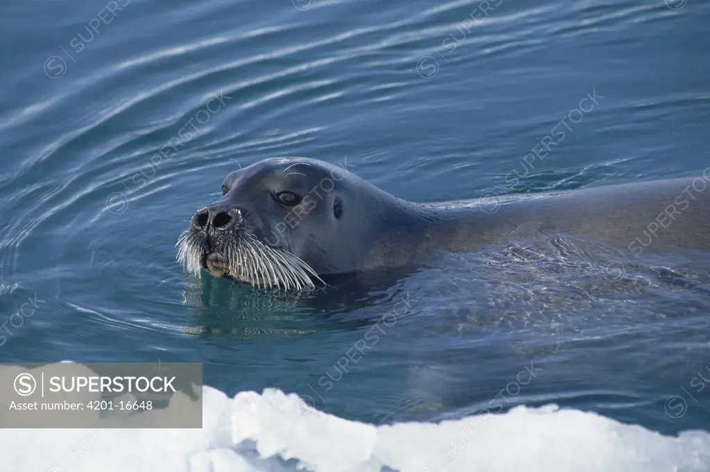 Bearded Seal (Erignathus barbatus) surfacing, Norway