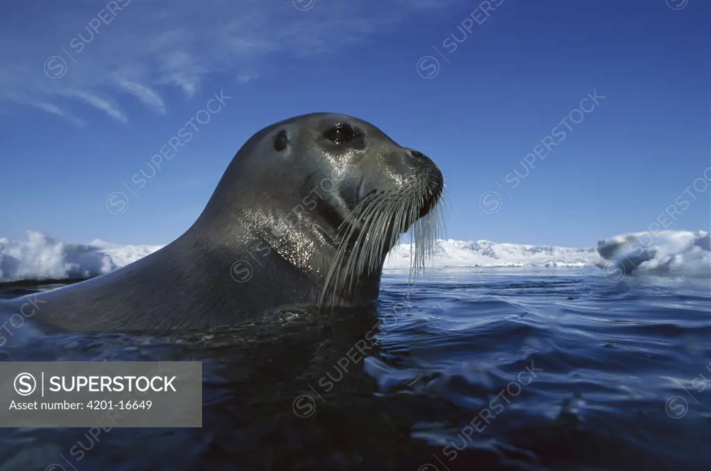 Bearded Seal (Erignathus barbatus) surfacing, Svalbard, Norway
