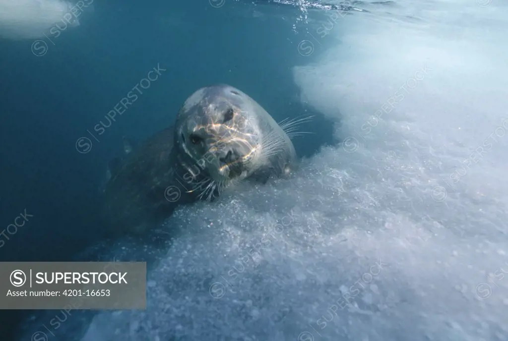 Bearded Seal (Erignathus barbatus) underwater, Norway