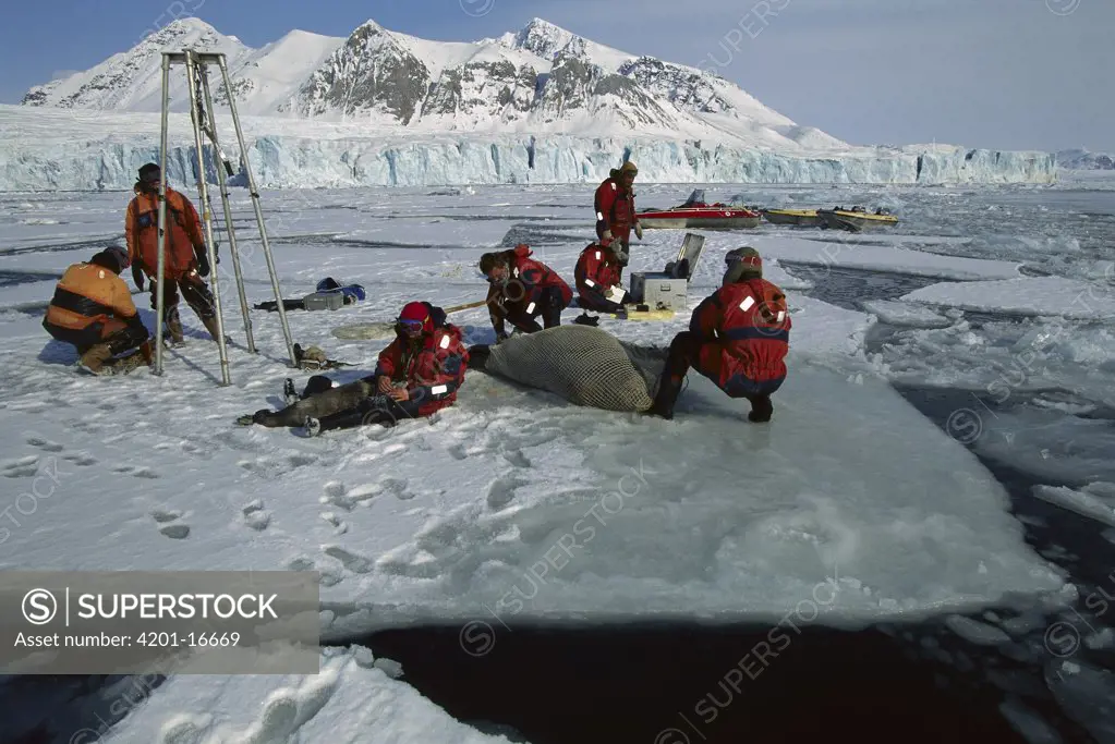 Bearded Seal (Erignathus barbatus) pup comforted while mother is weighed and tagged, Svalbard, Norway