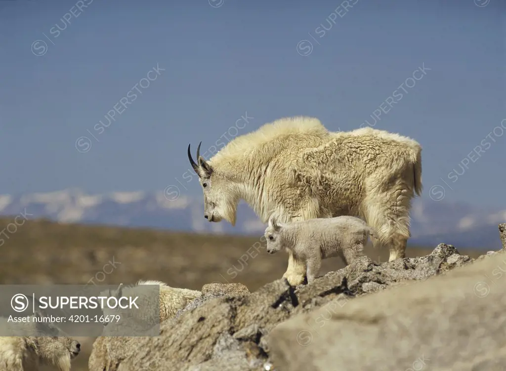 Mountain Goat (Oreamnos americanus) parents and kids, Mt Evans, Colorado