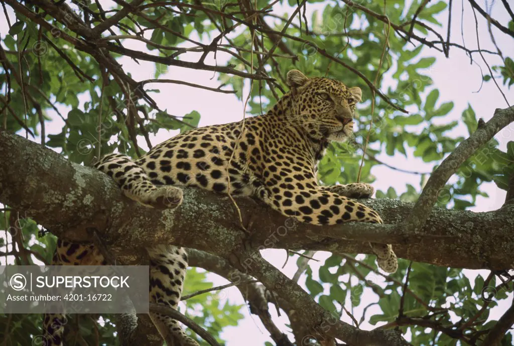 Leopard (Panthera pardus) resting in Whistling Thorn (Acacia drepanolobium) acacia tree, Masai Mara, Kenya