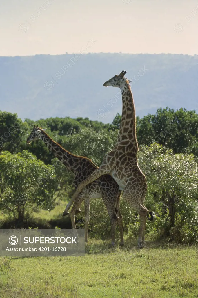 Giraffe (Giraffa camelopardalis) couple mating, Masai Mara, Kenya