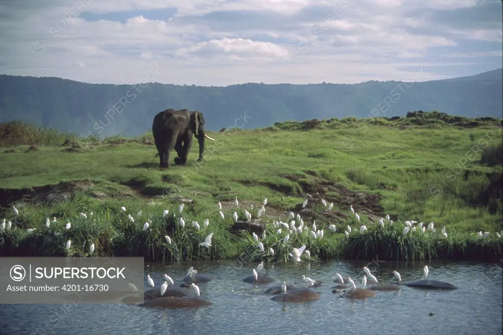 African Elephant (Loxodonta africana) along waterhole with wallowing Hippopotamuses (Hippopotamus amphibious) and Cattle Egret (Bubulcus ibis) flock, Ngorongoro Crater, Tanzania