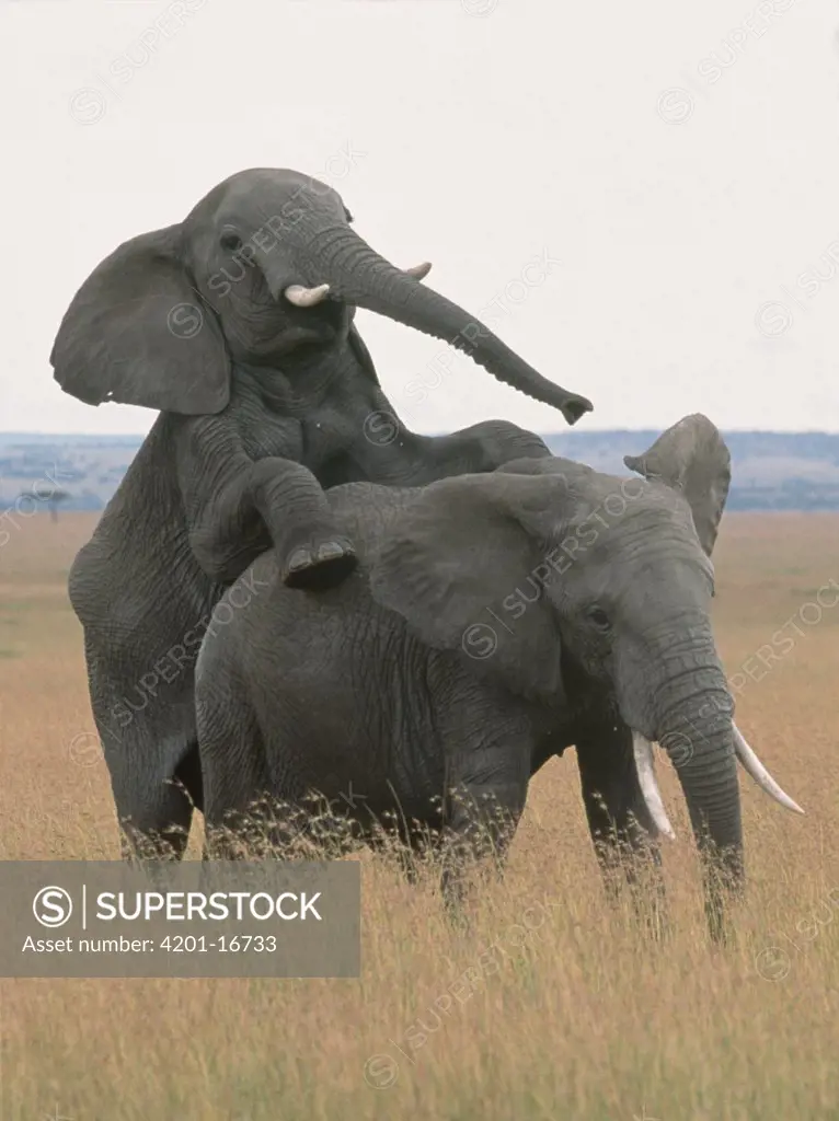African Elephant (Loxodonta africana) couple mating, Masai Mara National Reserve, Kenya