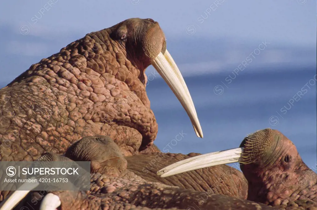 Pacific Walrus (Odobenus rosmarus divergens) male among colony, Alaska