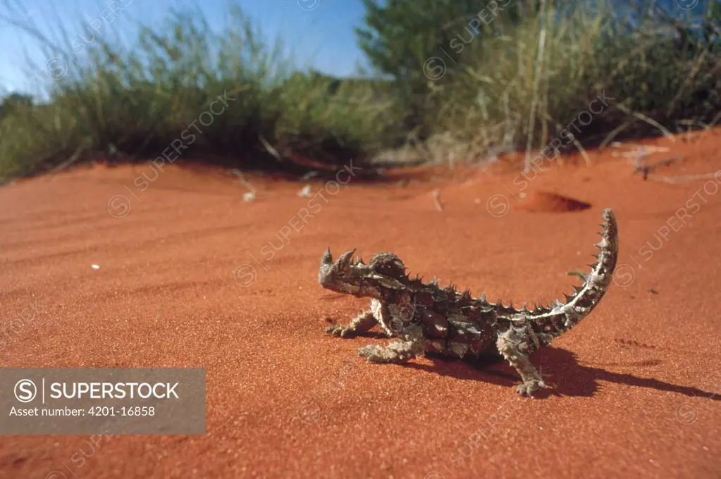 Thorny Devil (Moloch horridus) on sand, Australia