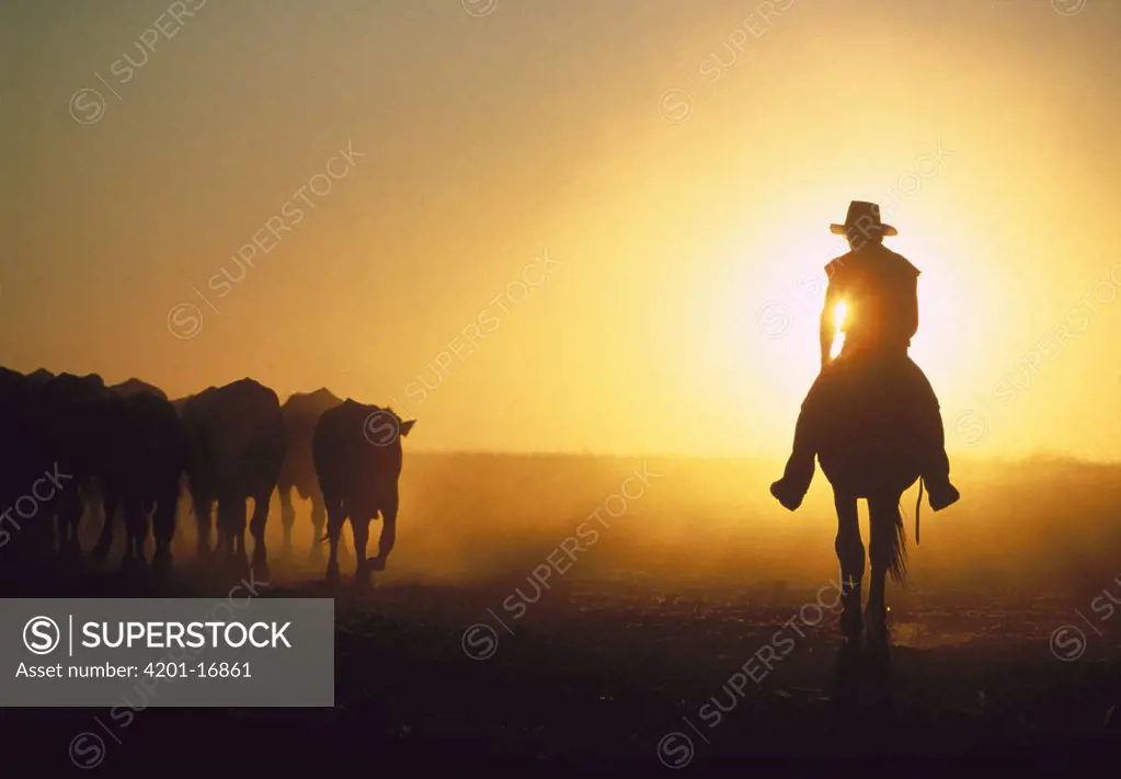 Cowboy on horseback herding cattle at sunset, Australia