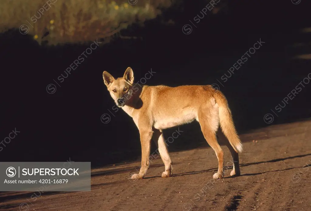 Dingo (Canis lupus dingo) standing in dirt road, Australia