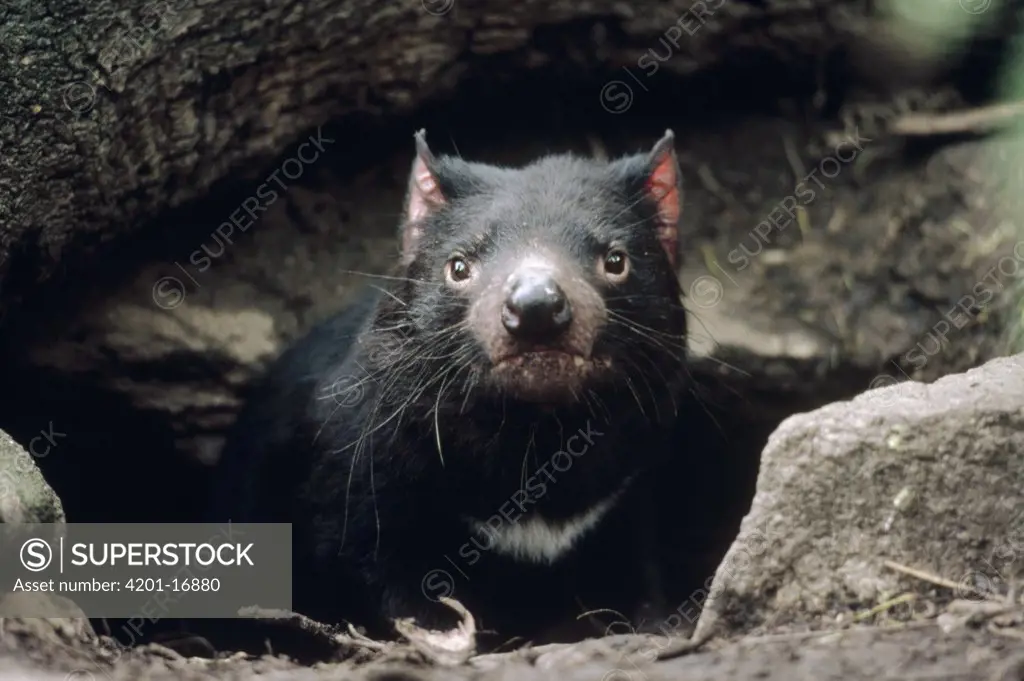 Tasmanian Devil (Sarcophilus harrisii) peering from underground burrow, Australia