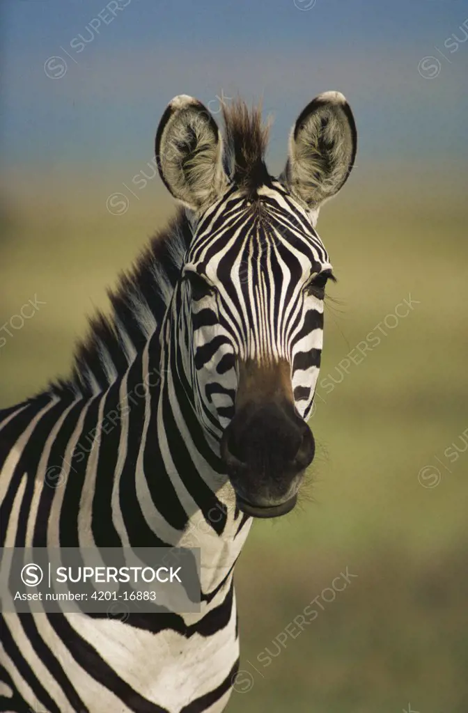 Burchell's Zebra (Equus burchellii) portrait, Botswana