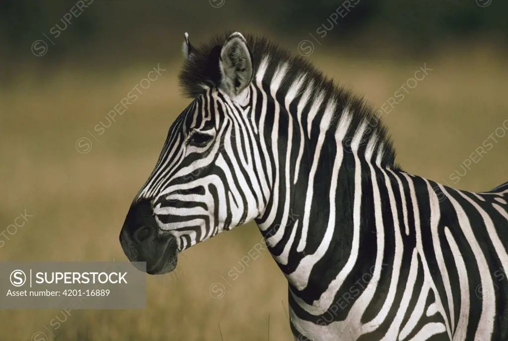 Burchell's Zebra (Equus burchellii) portrait, Botswana