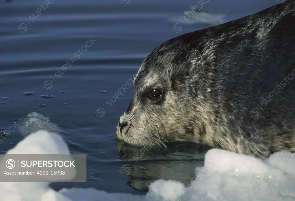 Bearded Seal (Erignathus barbatus) pup on ice floe, Norway