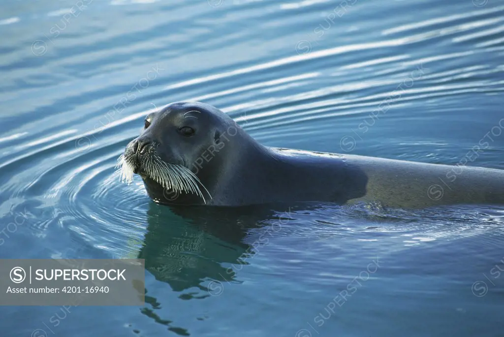 Bearded Seal (Erignathus barbatus) swimming in arctic waters, Norway