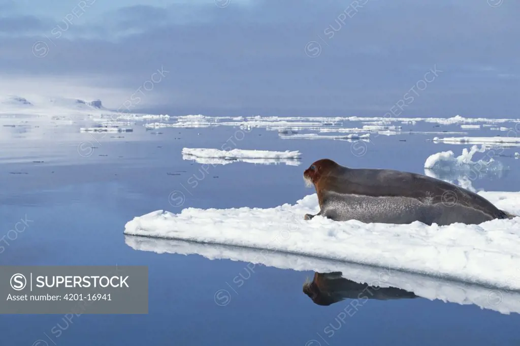 Bearded Seal (Erignathus barbatus) resting on ice floe, Norway
