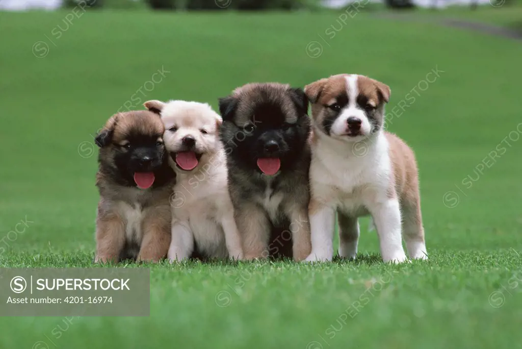 Nihon Inu (Canis familiaris) four puppies, Japan