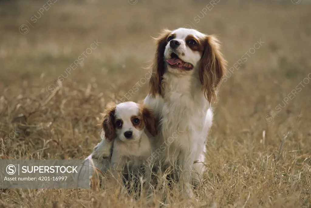 Cavalier King Charles Spaniel (Canis familiaris) mother and puppy