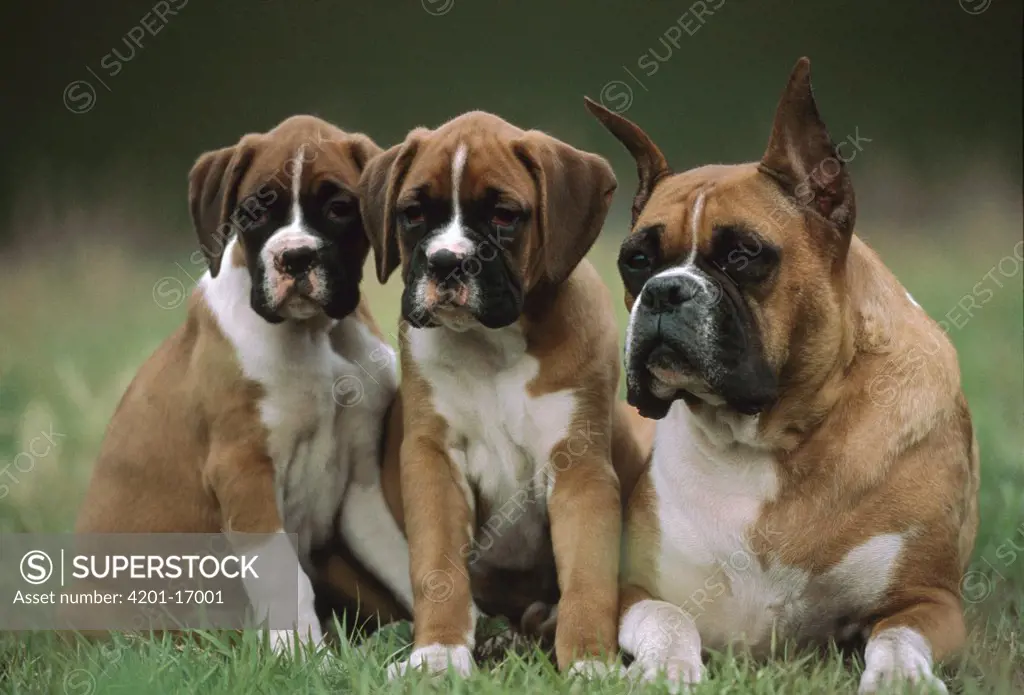 Boxer (Canis familiaris) mother with two puppies, Japan