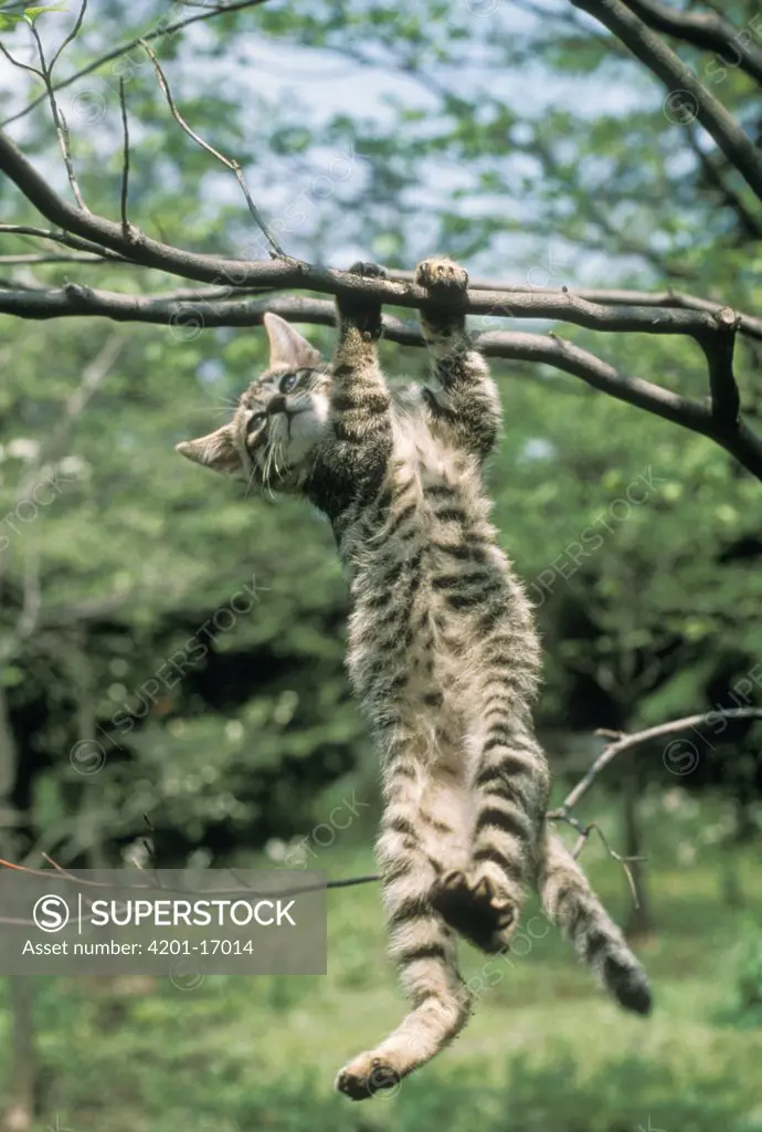 Domestic Cat (Felis catus) kitten hanging from tree branch, Japan