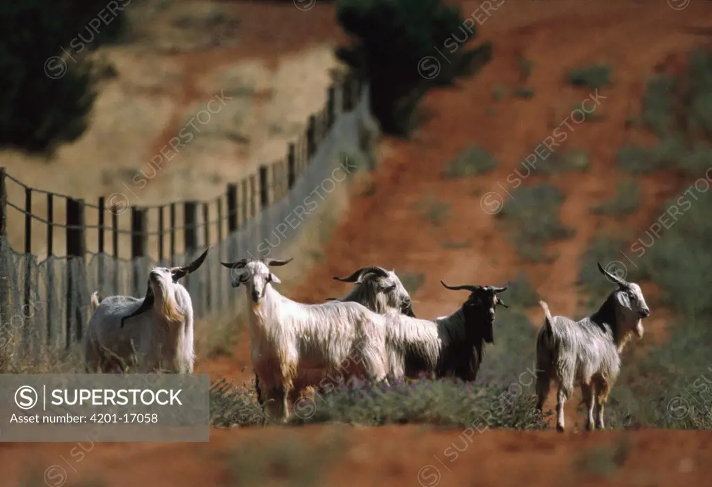 Domestic Goat (Capra sp) herd standing next to a dingo fence, Australia