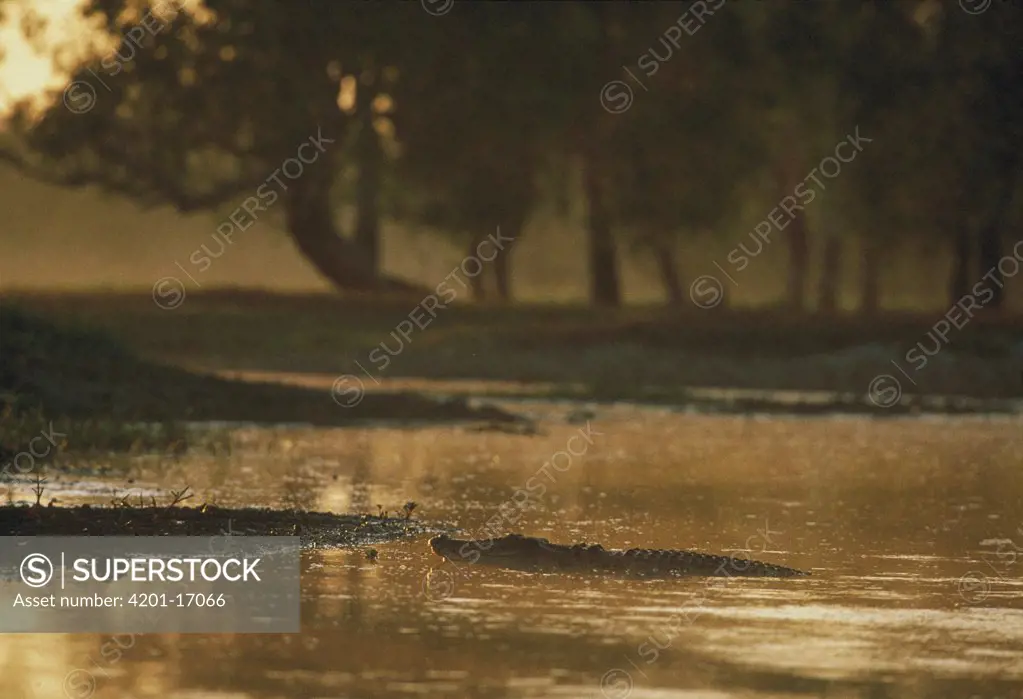 Freshwater Crocodile (Crocodylus johnstoni) with an open mouth, Australia