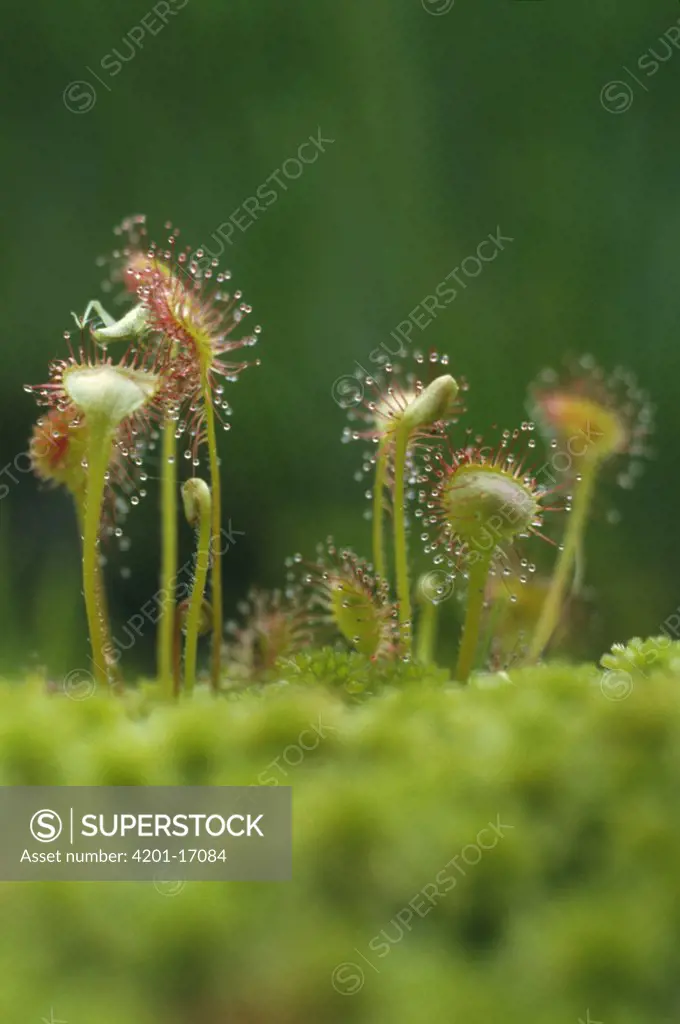 Sundew (Drosera binata) with a cricket in its clutches
