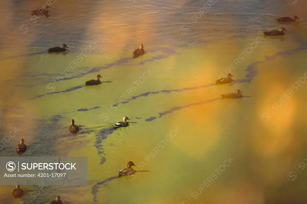 American Black Duck (Anas rubripes) and Mallard (Anas platyrhynchos) flock on surface of algae covered lake, Minnesota