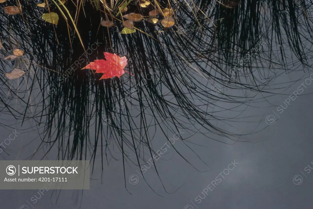 Maple (Acer sp) leaf in pond, Minnesota