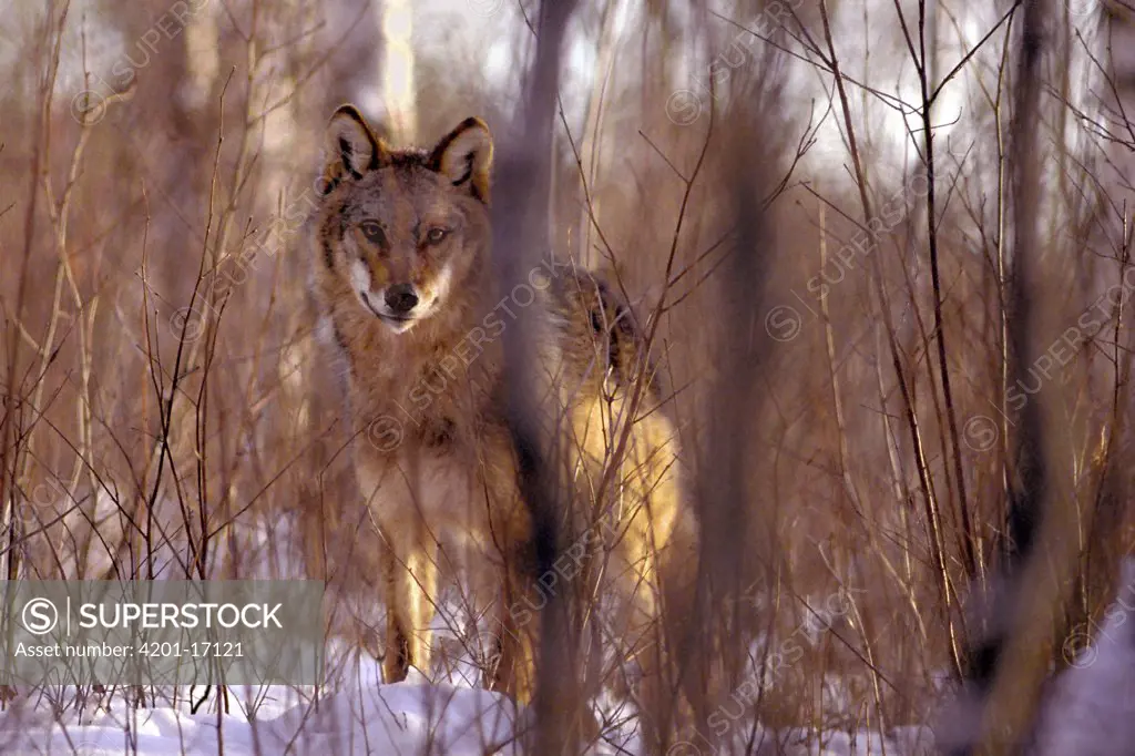 Timber Wolf (Canis lupus) peering through woods, Northwoods, Minnesota
